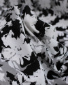 Tecido Viscose Texturizada Folhas Abstratas Sobrepostas Branco, Cinza e Preto